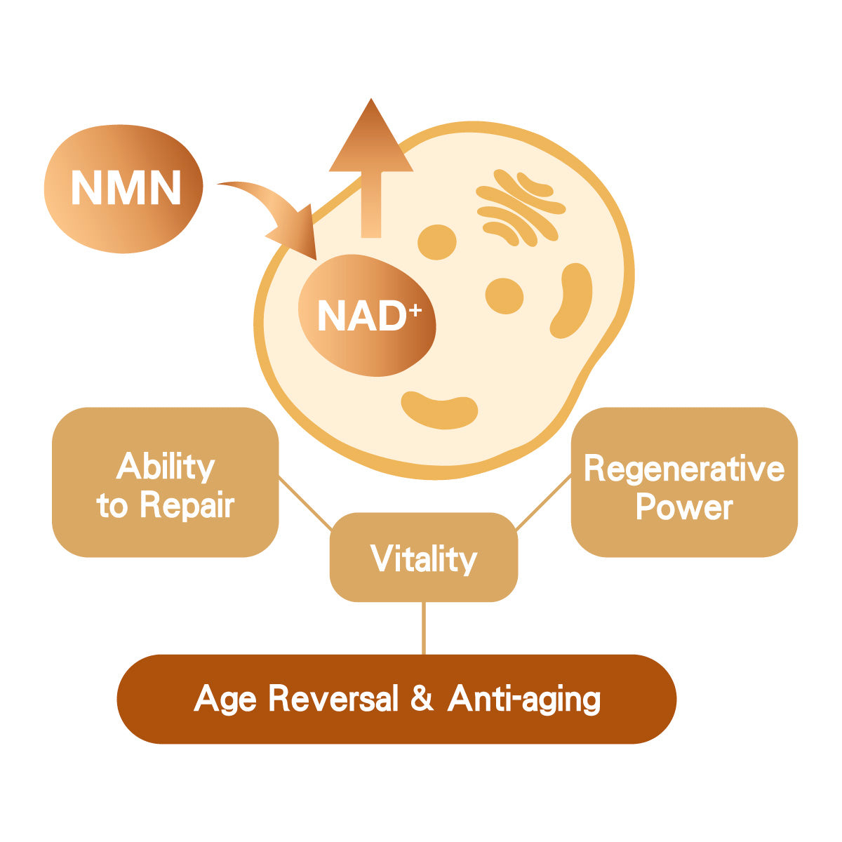 NMN is the direct precursor to NAD⁺, boosting levels within 15 minutes ...